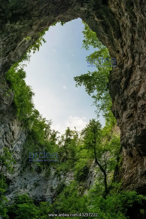 : Opening in the Zelske Jama cave, River Rak, Rakov : Opening in the Zelske Jama cave, River Rak, Rakov