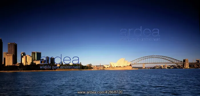 : Opera House, Sydney Harbour Bridge and city skyline Sydney : Opera House, Sydney Harbour Bridge and city skyline Sydney