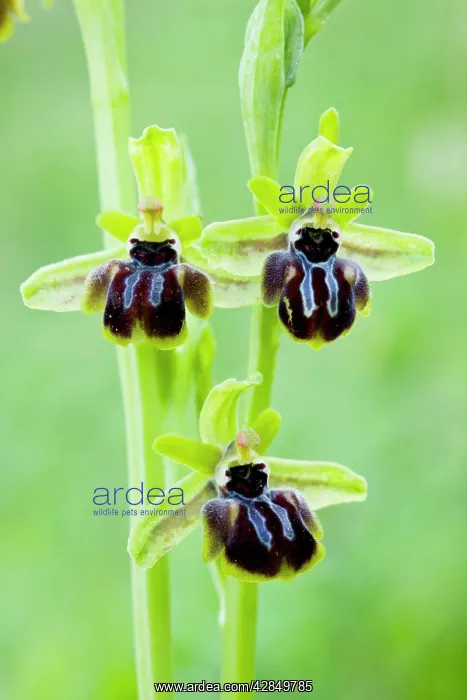 : Ophrys epirotica in flower : Ophrys epirotica in flower