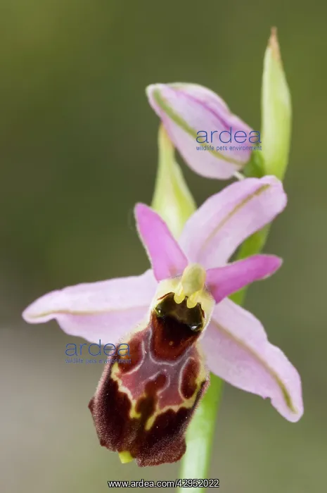 : Ophrys exaltata montis-leonis : Ophrys exaltata montis-leonis