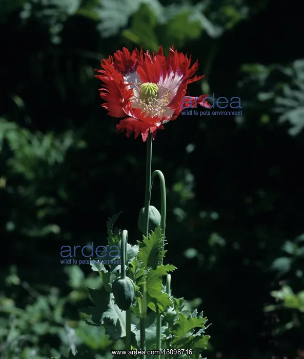 : Opium poppy : Opium poppy