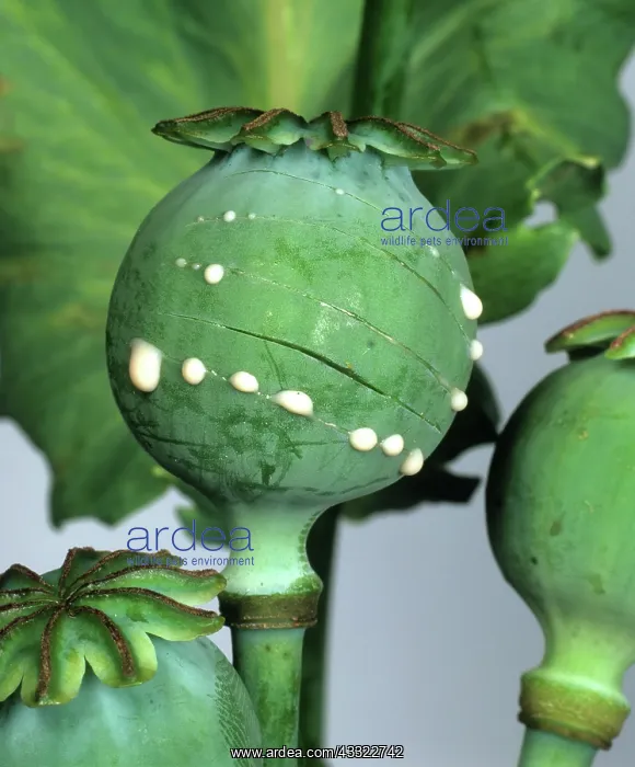 : Opium poppy : Opium poppy