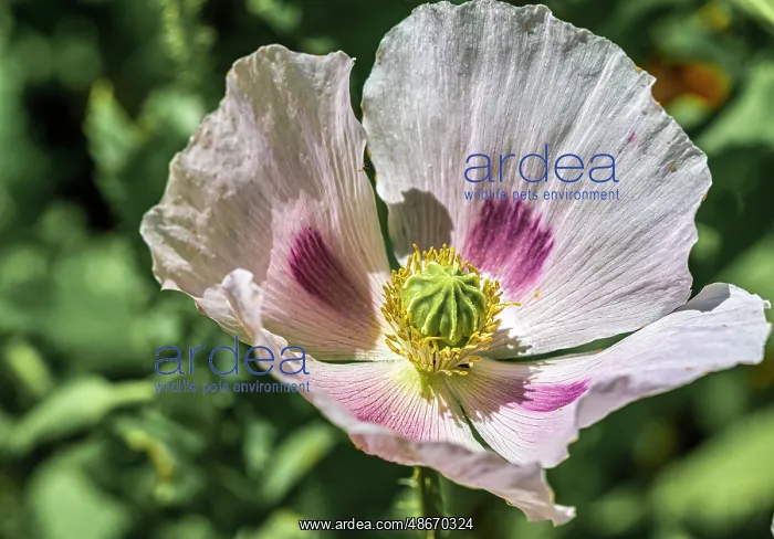 : Opium poppy : Opium poppy