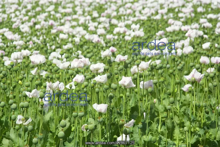 : Opium poppy - blooms and seed capsules on a field : Opium poppy - blooms and seed capsules on a field