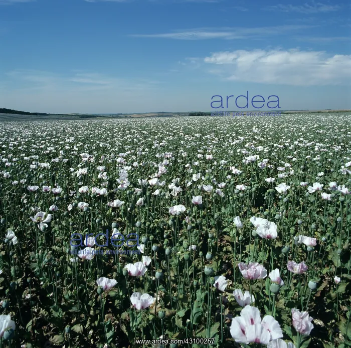 : Opium poppy crop in flower : Opium poppy crop in flower