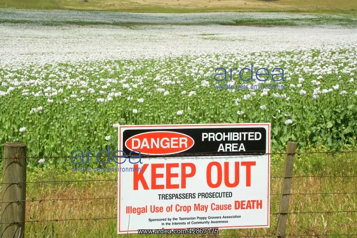 : Opium poppy - fenced-in field of blooming opium : Opium poppy - fenced-in field of blooming opium
