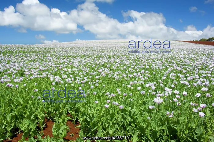 : Opium poppy - a field of blooming opium poppies : Opium poppy - a field of blooming opium poppies