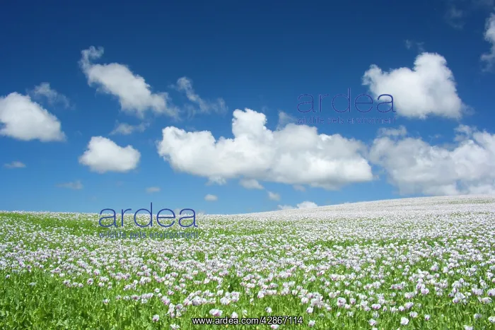 : Opium poppy - a field of blooming opium poppies : Opium poppy - a field of blooming opium poppies
