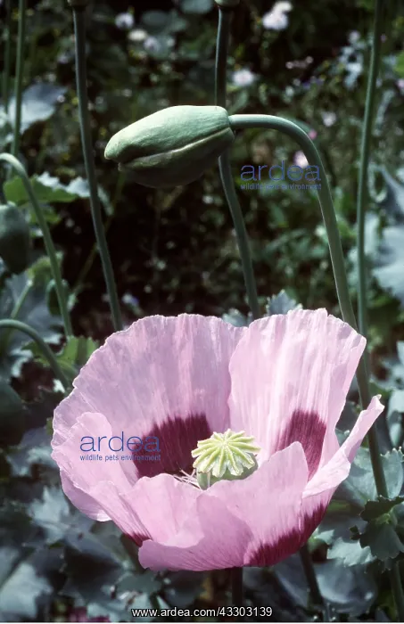 : OPIUM POPPY - flower close-up : OPIUM POPPY - flower close-up