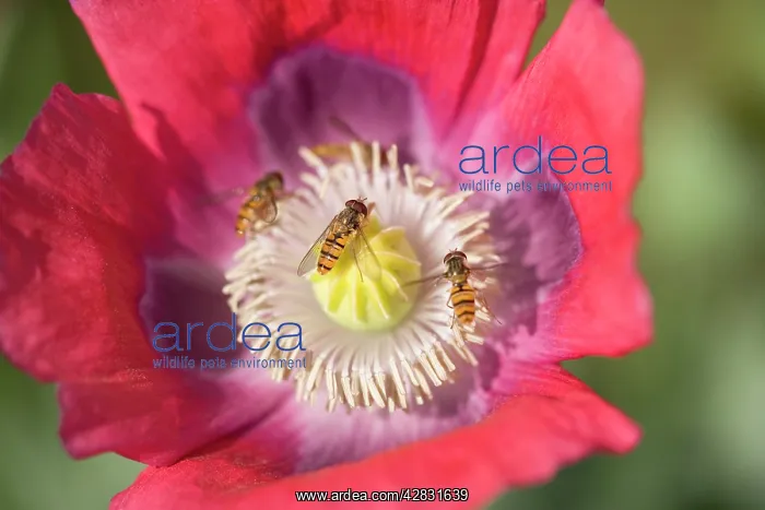: Opium Poppy Flower - With feeding Hover Flies : Opium Poppy Flower - With feeding Hover Flies