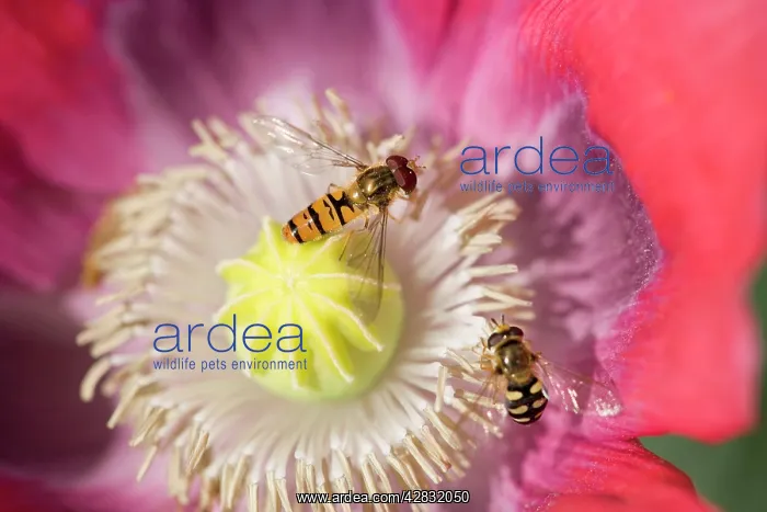 : Opium Poppy Flower - With feeding Hover Flies : Opium Poppy Flower - With feeding Hover Flies