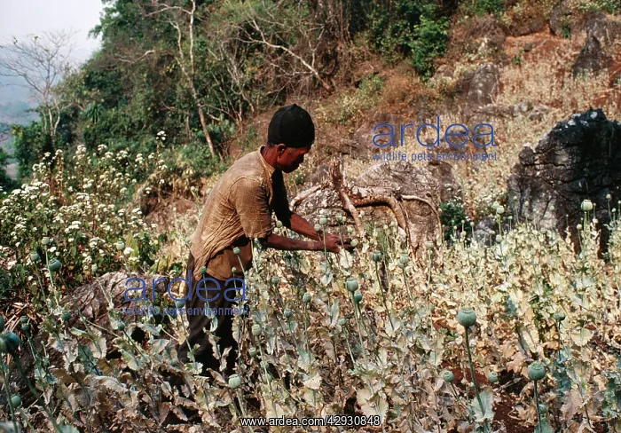 : Opium POPPY - Meo farmer cutting Opium pods in field : Opium POPPY - Meo farmer cutting Opium pods in field