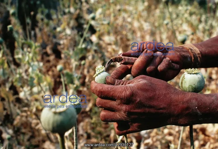 : Opium POPPY - Meo farmer cutting pod with special : Opium POPPY - Meo farmer cutting pod with special