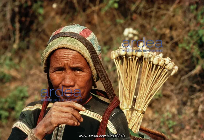 : Opium POPPY - Meo tribes woman with opium pods to sell : Opium POPPY - Meo tribes woman with opium pods to sell
