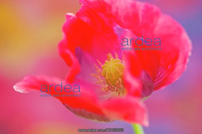: Opium poppy, Papaver somniferum, close up showing the stamen : Opium poppy, Papaver somniferum, close up showing the stamen