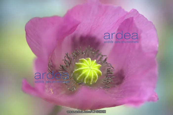  : Opium poppy, Papaver somniferum, close up showing the stamen