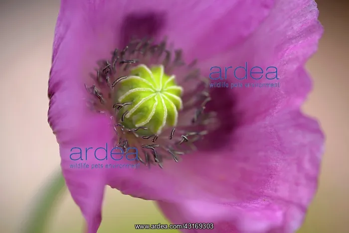 : Opium poppy, Papaver somniferum, close up showing the stamen : Opium poppy, Papaver somniferum, close up showing the stamen