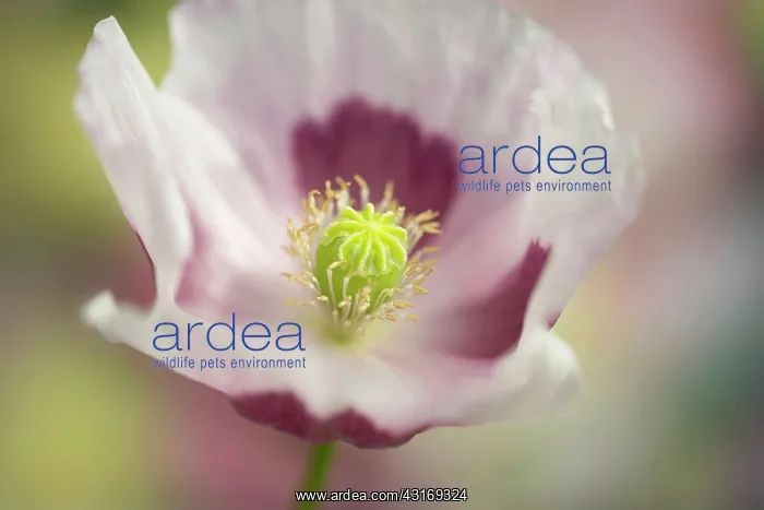 : Opium poppy, Papaver somniferum, close up showing the stamen : Opium poppy, Papaver somniferum, close up showing the stamen