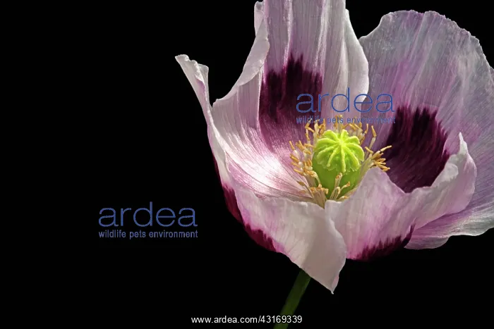 : Opium poppy, Papaver somniferum, close up showing the stamen : Opium poppy, Papaver somniferum, close up showing the stamen