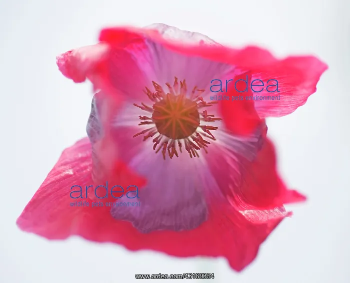 : Opium poppy, Papaver somniferum, close up showing the stamen : Opium poppy, Papaver somniferum, close up showing the stamen