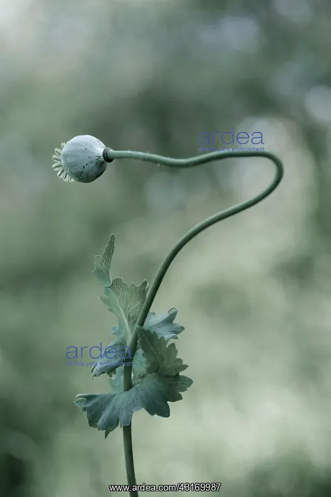 : Opium poppy, Papaver somniferum, seedhead on a single stem t : Opium poppy, Papaver somniferum, seedhead on a single stem t