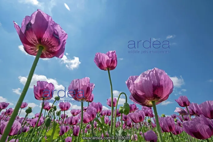 : Opium poppy (Papaver somniferum) blooms on a field : Opium poppy (Papaver somniferum) blooms on a field
