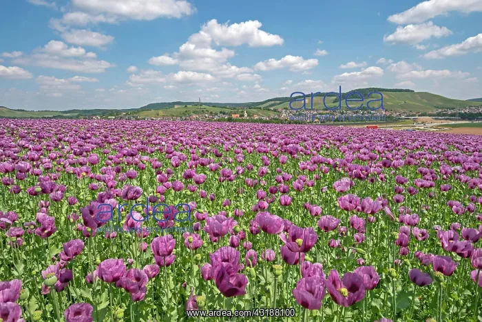 : Opium poppy (Papaver somniferum) blooms on a field : Opium poppy (Papaver somniferum) blooms on a field