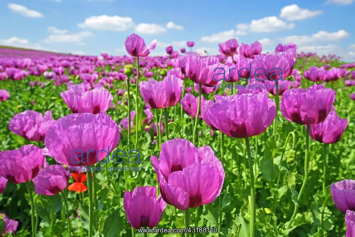  : Opium poppy (Papaver somniferum) blooms on a field