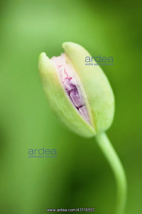 : Opium poppy, Papaver somniferum, close up of a bud opening : Opium poppy, Papaver somniferum, close up of a bud opening