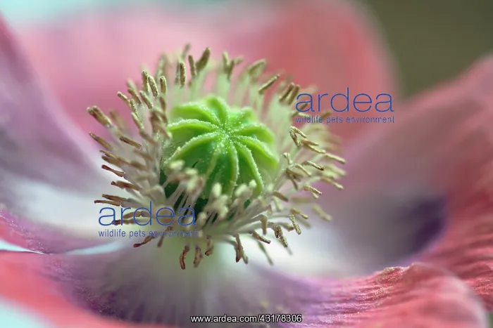 : Opium poppy, Papaver somniferum, Very close view : Opium poppy, Papaver somniferum, Very close view
