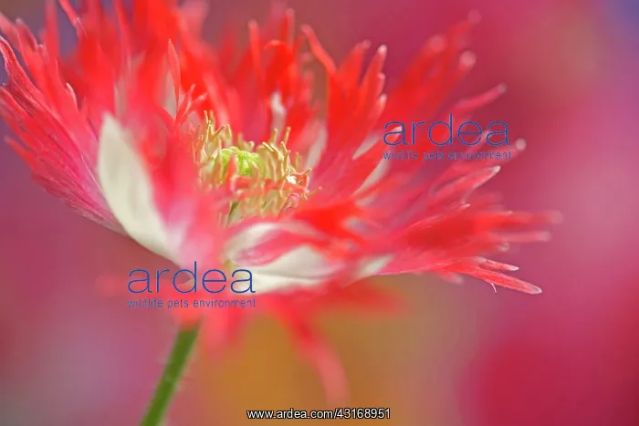 : Opium poppy, Papaver somniferum Danish Flag, red and white : Opium poppy, Papaver somniferum Danish Flag, red and white