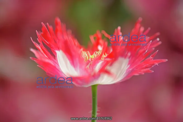 : Opium poppy, Papaver somniferum Danish Flag, red and white : Opium poppy, Papaver somniferum Danish Flag, red and white