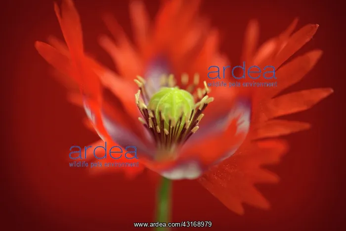 : Opium poppy, Papaver somniferum Danish Flag, red and white : Opium poppy, Papaver somniferum Danish Flag, red and white