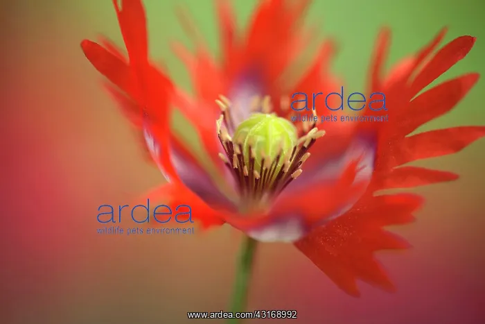 : Opium poppy, Papaver somniferum Danish Flag, red and white : Opium poppy, Papaver somniferum Danish Flag, red and white