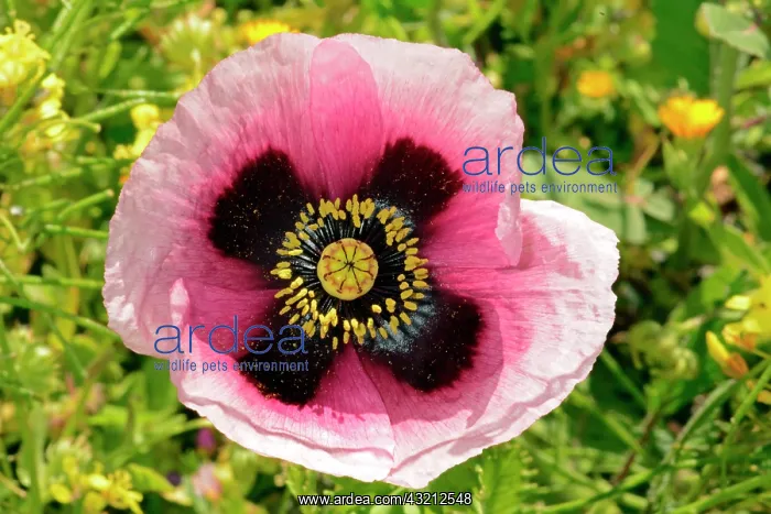 : Opium poppy (Papaver somniferum) flower, Lazarote : Opium poppy (Papaver somniferum) flower, Lazarote