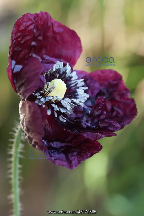 : Opium poppy, Papaver somniferum Peony Black a double, dark : Opium poppy, Papaver somniferum Peony Black a double, dark