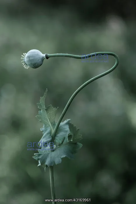  : Opium poppy, Papaver somniferum seedhead on a single stem th