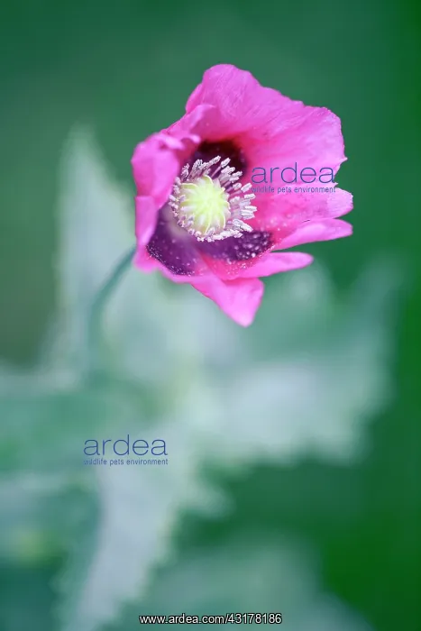 : Opium poppy, Papaver somniferum, Front view of pink : Opium poppy, Papaver somniferum, Front view of pink