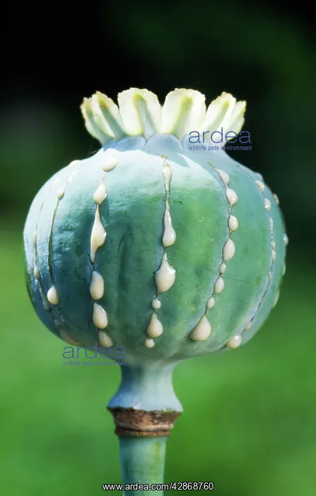 : Opium POPPY 'ScarletI : Opium POPPY 'ScarletI