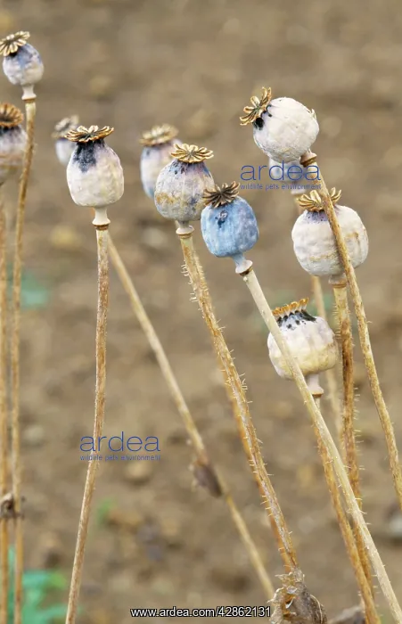 : Opium POPPY - seed heads : Opium POPPY - seed heads