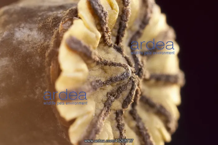 : Opium Poppy Seedhead - Norfolk mUK : Opium Poppy Seedhead - Norfolk mUK