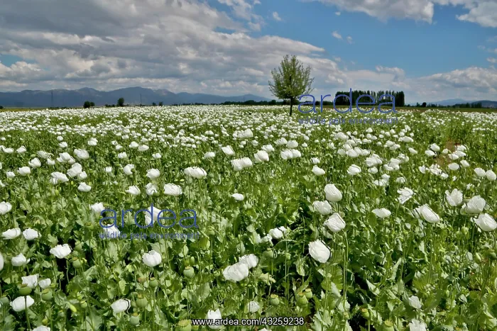 : Opium White Poppies grown in Southwest Turkey : Opium White Poppies grown in Southwest Turkey