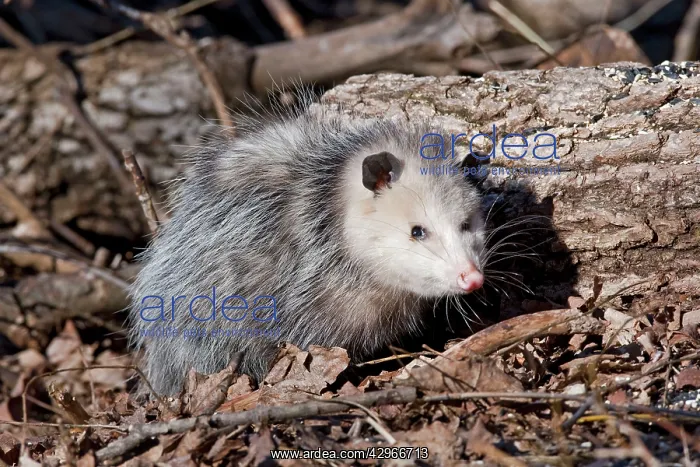 : Opossum - CT in March : Opossum - CT in March