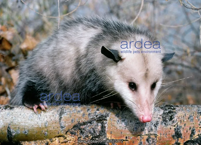 : OPOSSUM - FACING C / U ON BRANCH : OPOSSUM - FACING C / U ON BRANCH