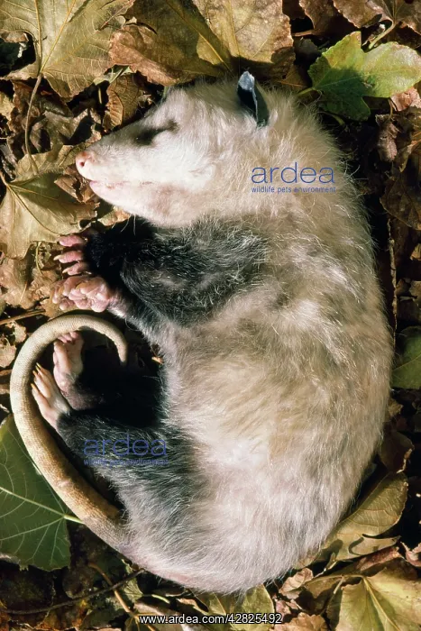  : Opossum - feigning death, defensive posture