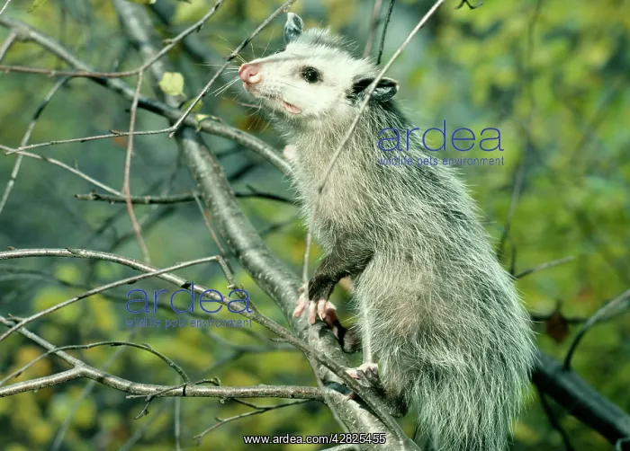 : Opossum - On tree branch : Opossum - On tree branch