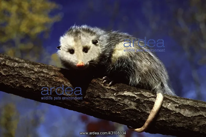: Opossum on a tree branch : Opossum on a tree branch