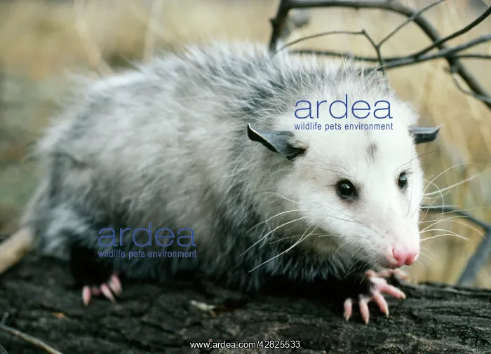 : Opossum - walking on tree branch : Opossum - walking on tree branch