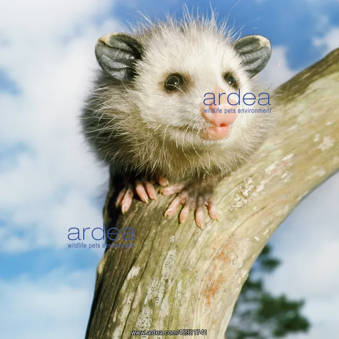 : OPOSSUM - young, close-up of face : OPOSSUM - young, close-up of face