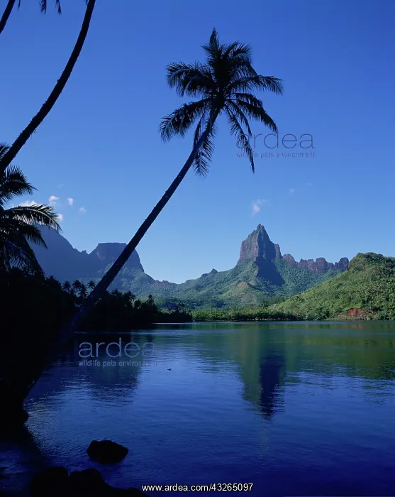 : Opunohu Bay, Moorea, French Polynesia : Opunohu Bay, Moorea, French Polynesia